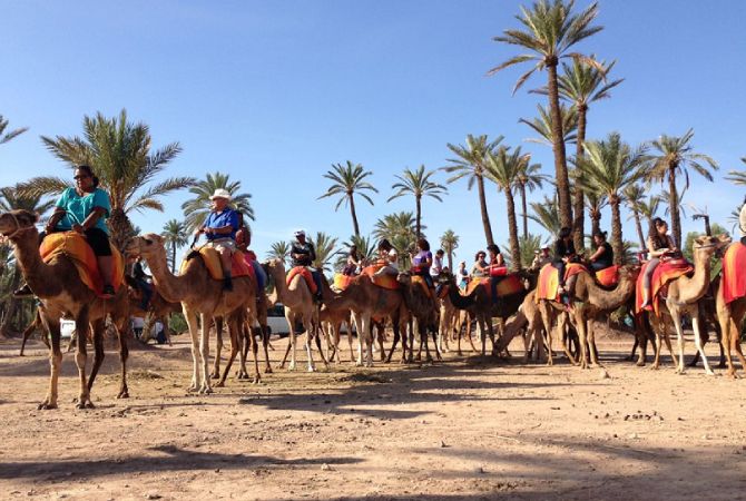 Camel trekking in palm grove